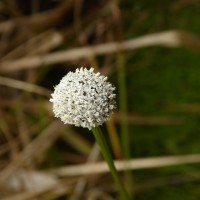 Eriocaulon brownianum Mart.